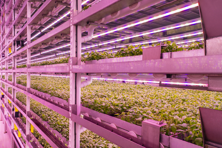 Basil growing under controlled conditions in vertical farm