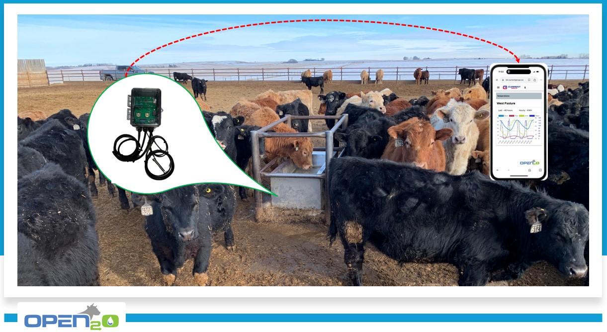 Cows feeding and drinking from automated feed and water systems inside a modern barn, illustrating how technology supports consistent nutrition and hydration to enhance livestock health.