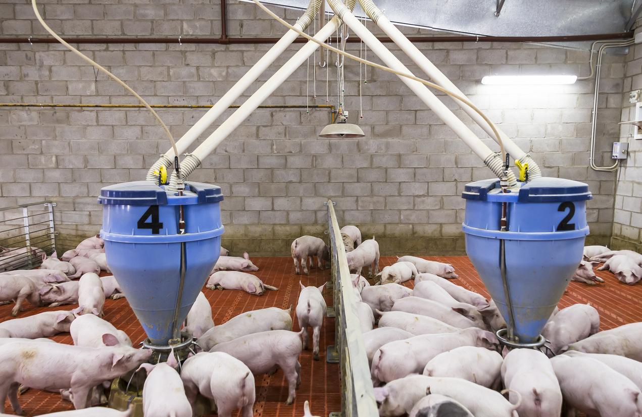 A group of piglets resting comfortably inside a clean, climate-controlled barn equipped with automated lighting and ventilation systems, representing the integration of smart power and backup systems for efficient farrowing operations.