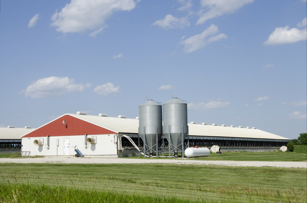 A hog barn with an automated feeding systems that manage when and how much feed is distributed to each animal.