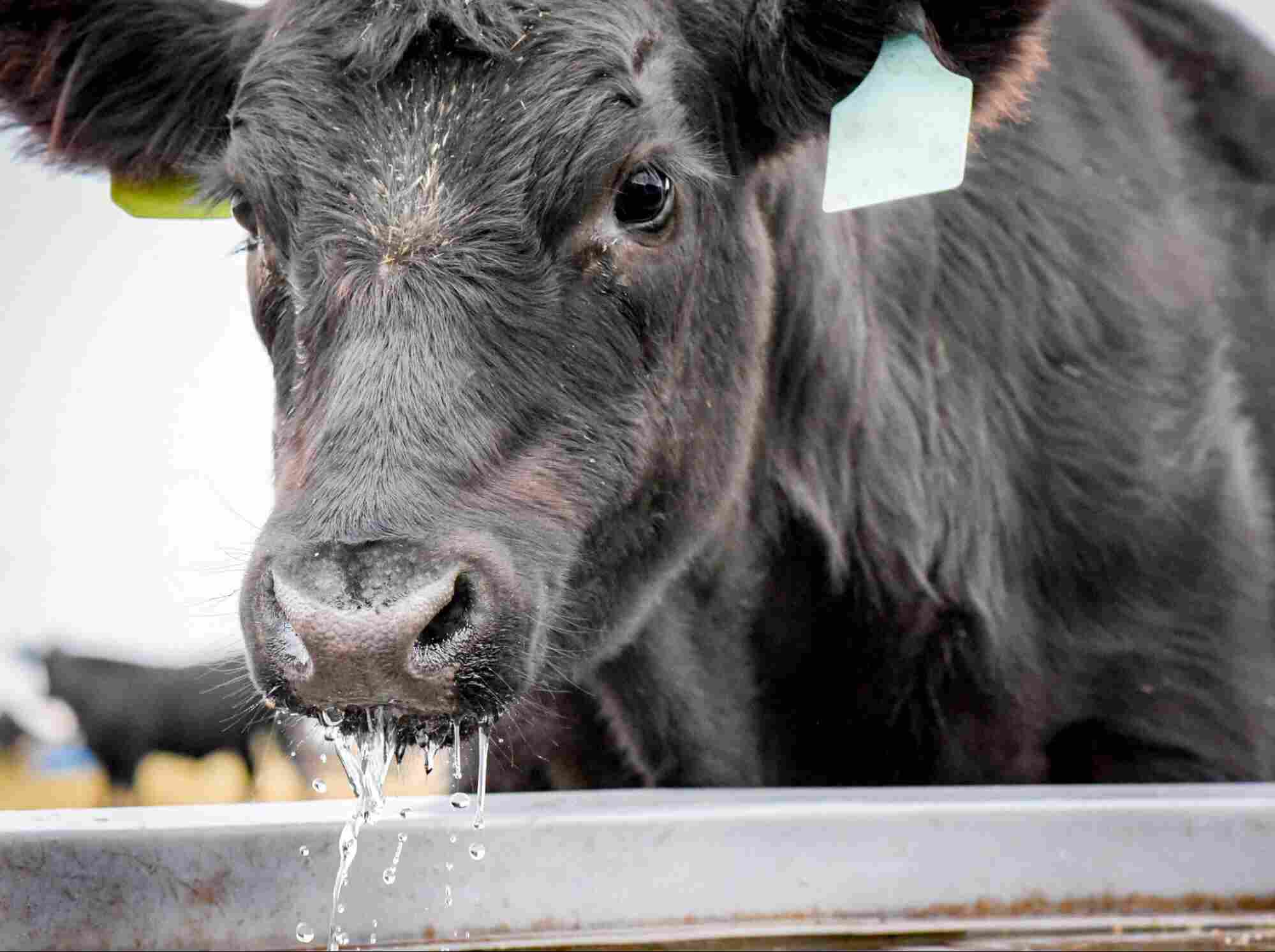 Black cow drinking from a heated water trough designed to keep livestock water from freezing in winter.