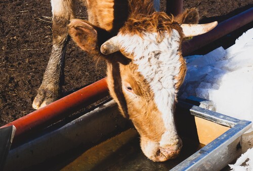 No-freeze cattle water bowl designed to keep livestock water accessible in winter.