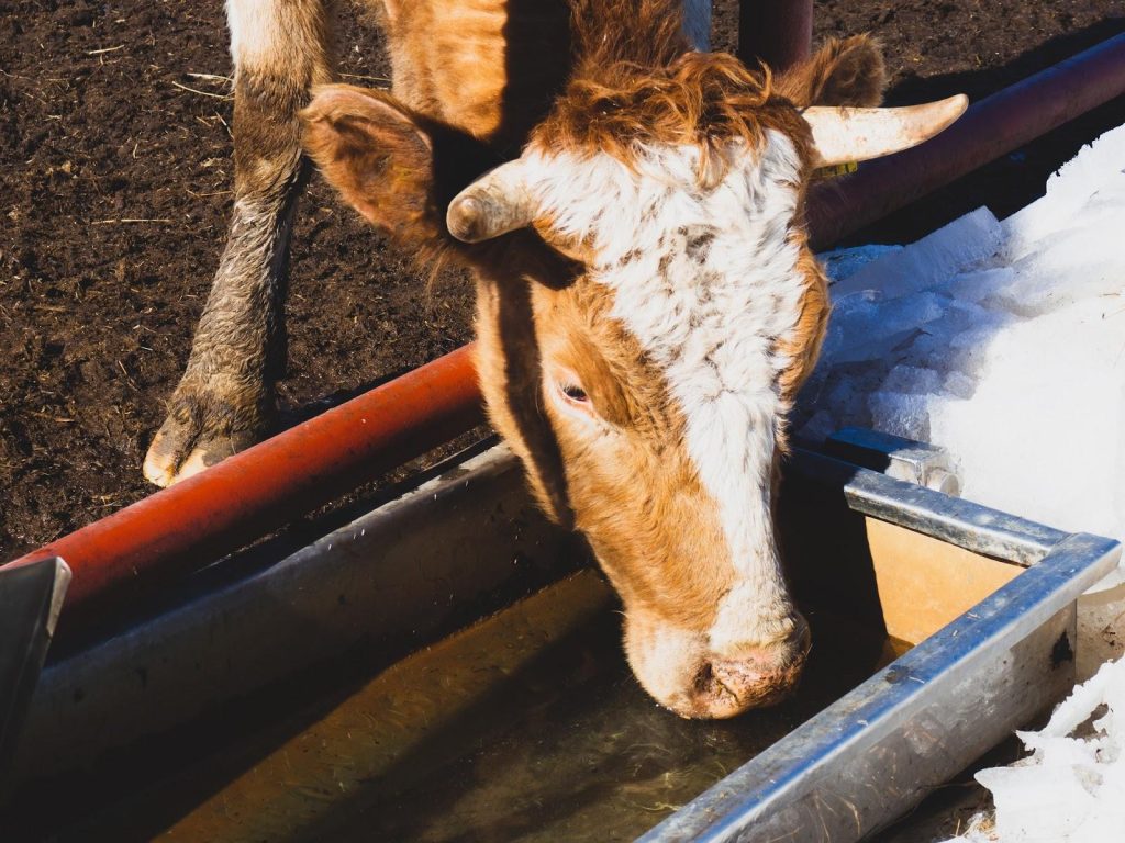 A cow is drinking water from a clean metal trough next to a patch of snow, demonstrating successful hydration during cold weather.