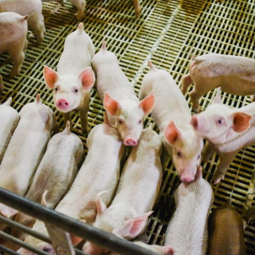 Leading Hog Producer Leading Hog Producer