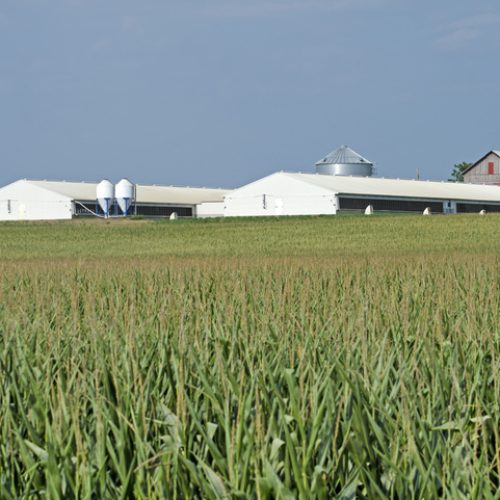 Hog containment facility near Washington, Iowa with field of corn in foreground.
